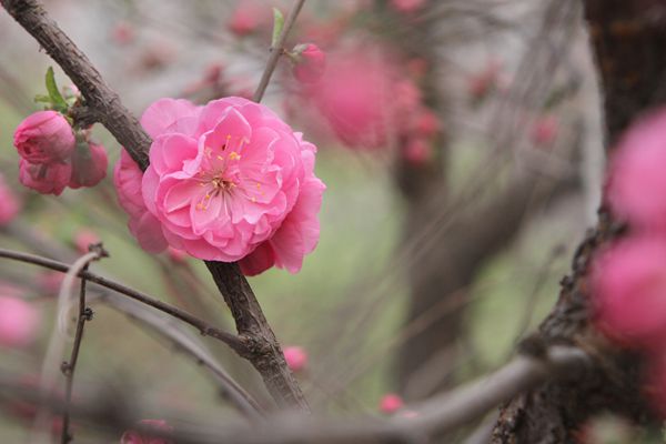 点击浏览下一张